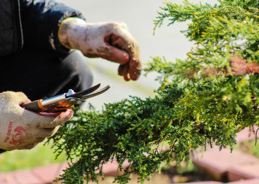 Gepflegter Gartenbereich bei einer Wohnliegenschaft